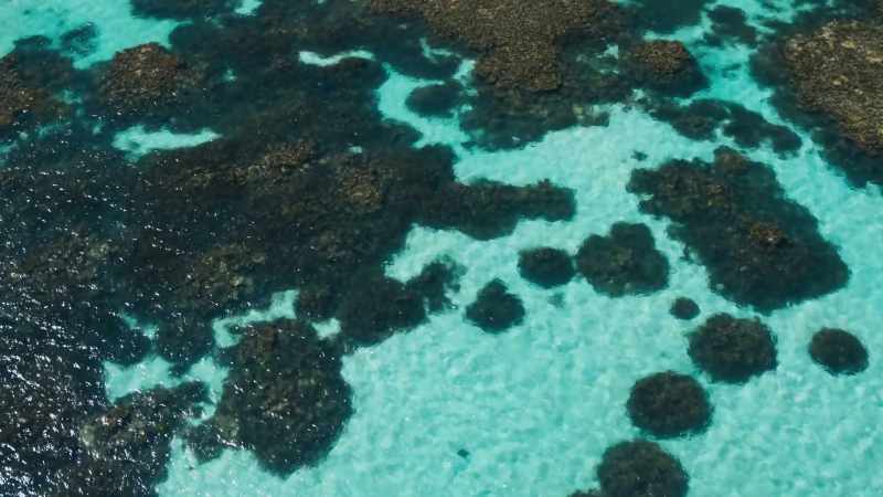 Coral grows into reefs in these shallow seas