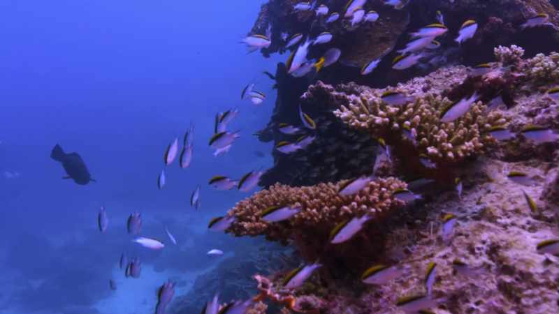 Corals are experts at creating high-rises