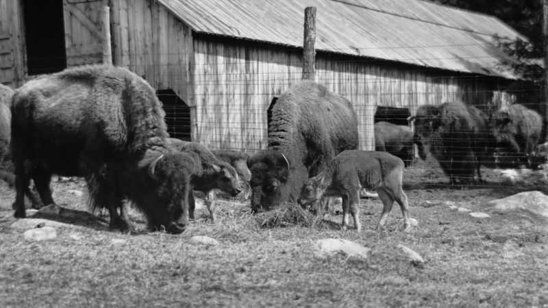 Corbin had also purchased 10 bison