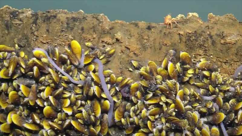 Cordes: WHEN THEY FIND A BIG FISH CARCASS