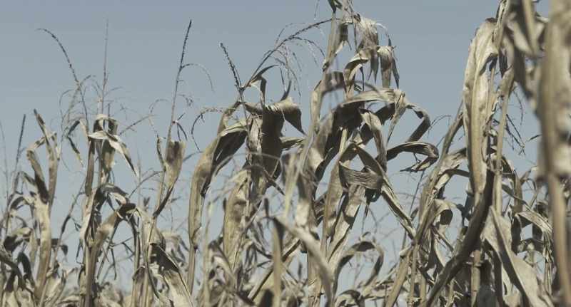 (cornstalks rustle)