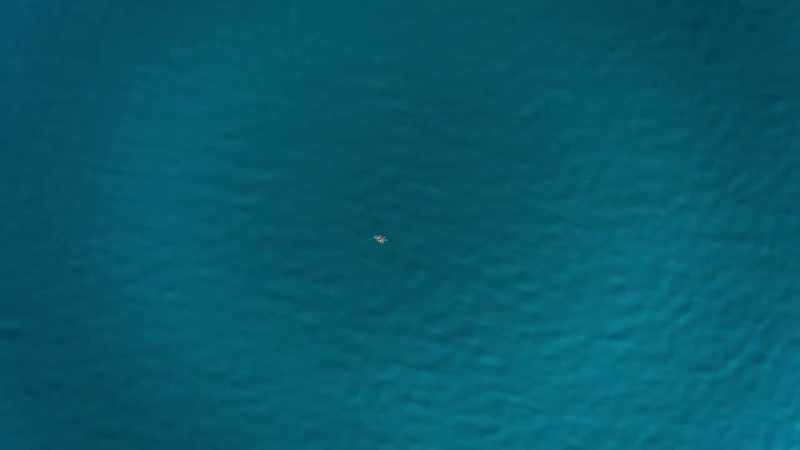 Could this be the opportunity for one endangered sea creature