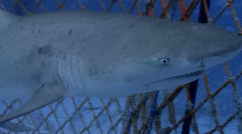 Could it be the same for sharks?