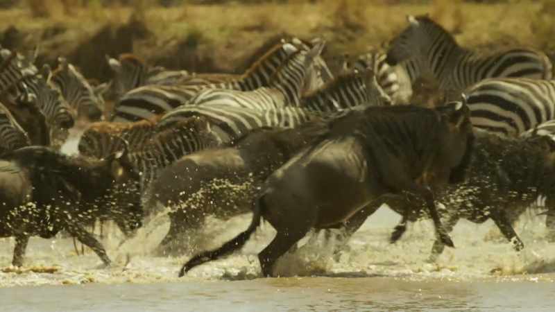 Could his mother be drawn to the water hole, too?