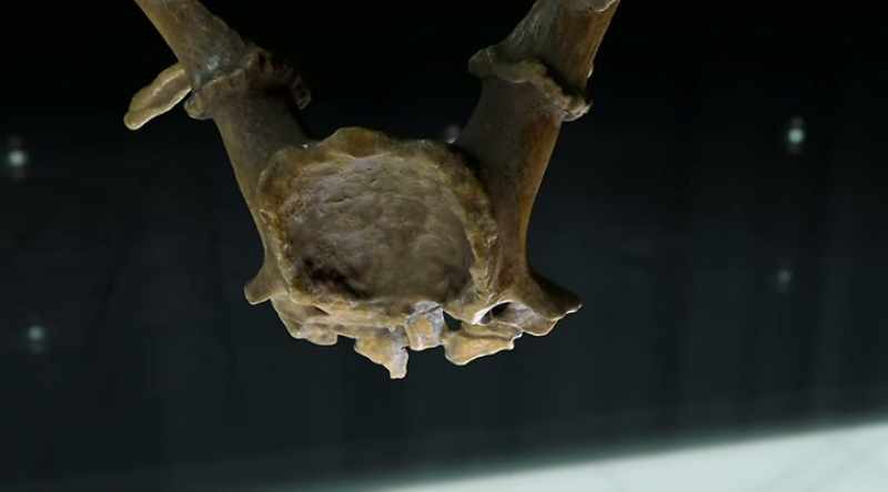 Could this strange object have been for childbirth?