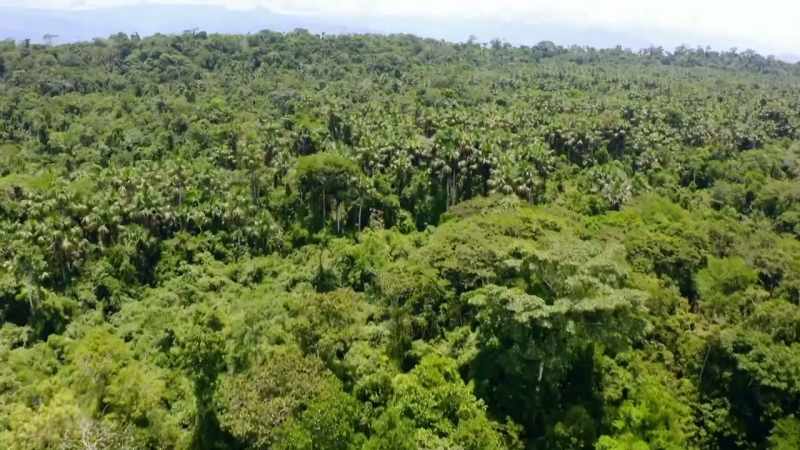 COULD THEY DO THE SAME IN THE HOSTILE JUNGLE?