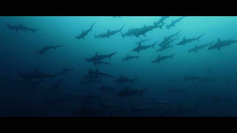Countless species journeyed across the Atlantic Ocean
