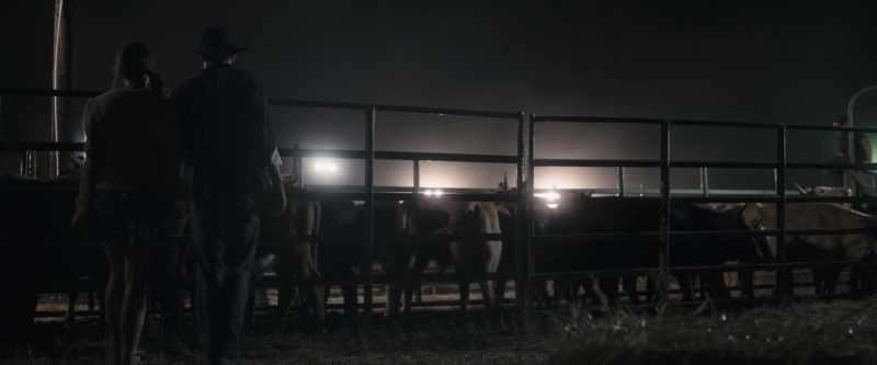 (cow mooing)