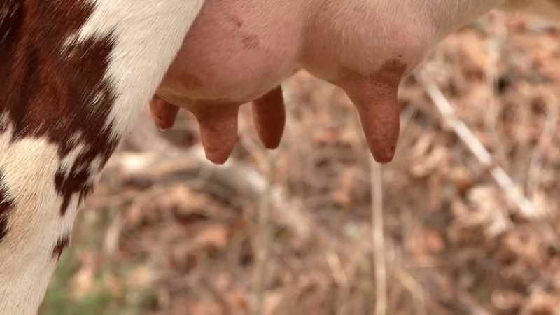 [cow moos]