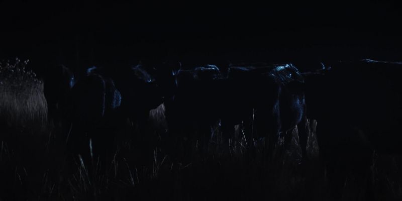 (COWS LOWING)