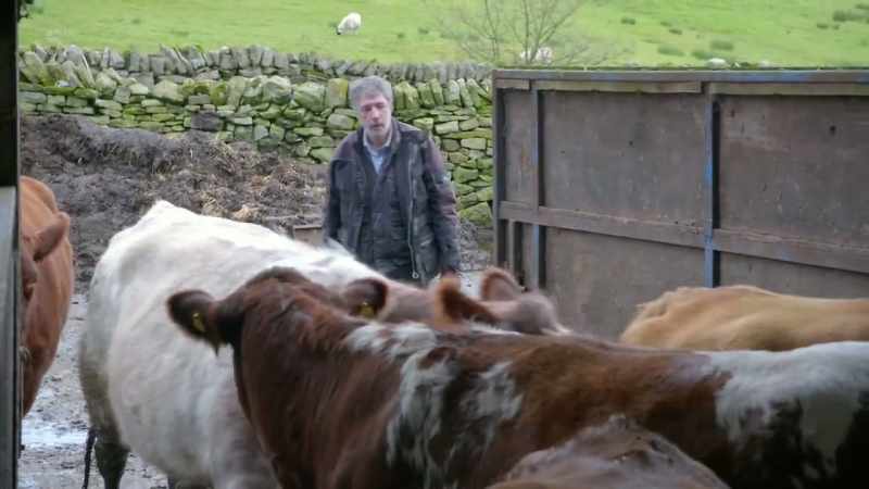 COWS MOO