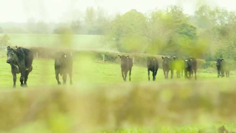 [cows mooing]
