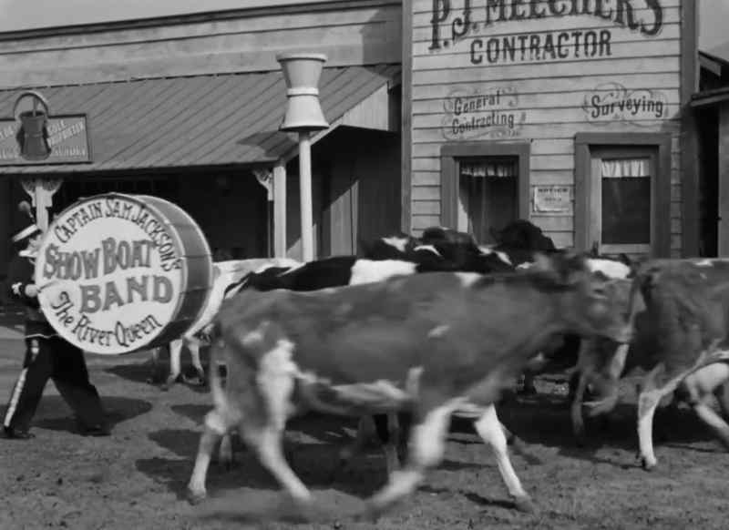 (cows mooing)
