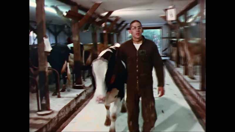 [ Cows mooing ]