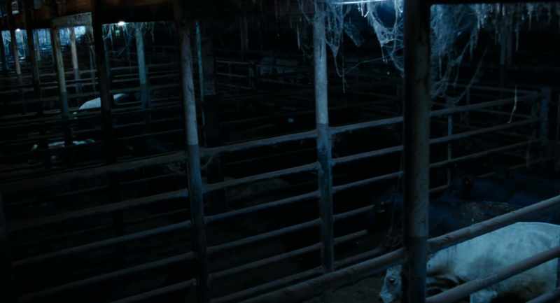 [cows mooing]