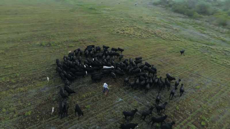(cows mooing throughout)