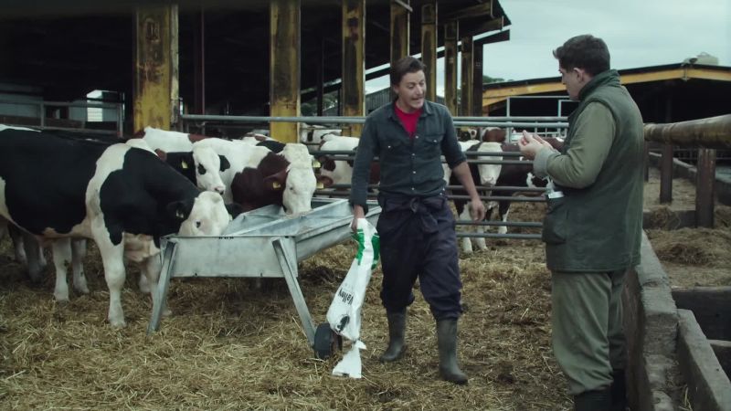 [cows mooing]
