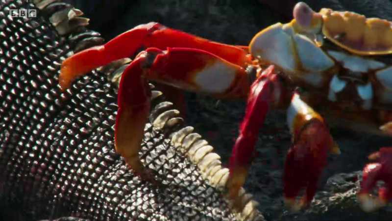 Crabs feed on dead skin on the iguanas' back