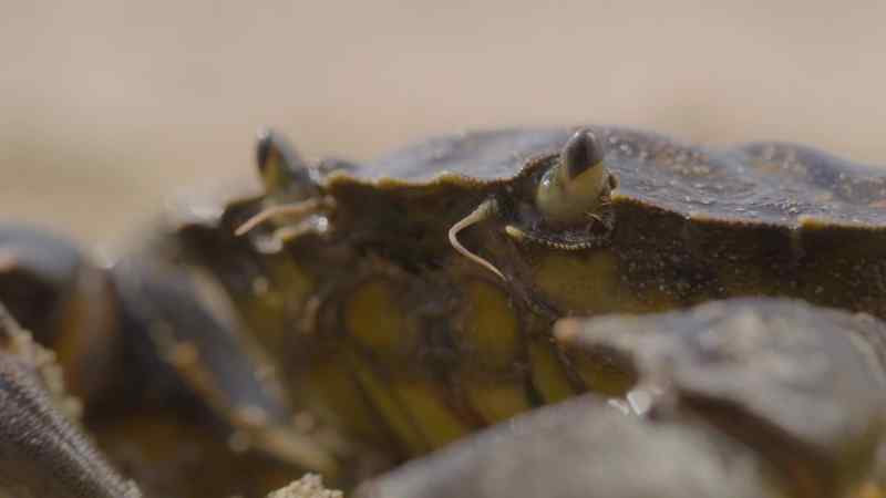 Crabs
