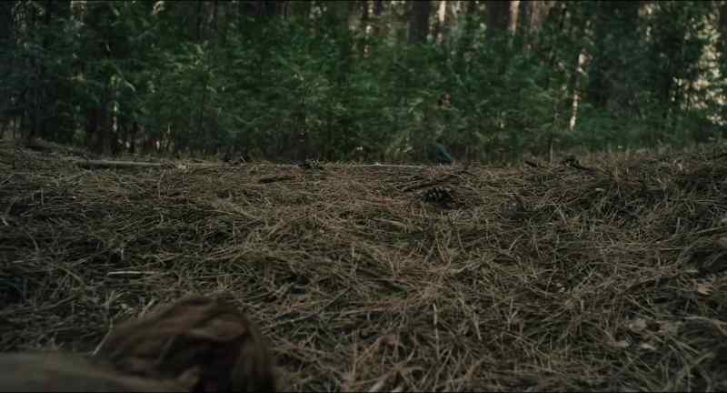 [crackling leaves]
