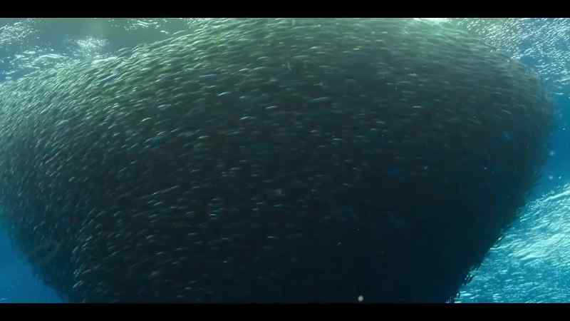 Creating an immense, twisting fishnado