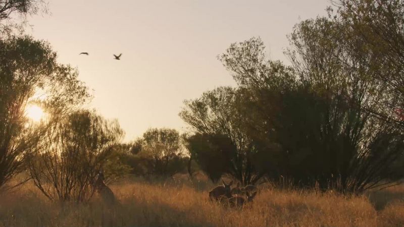 Creatures like the red kangaroo have evolved over