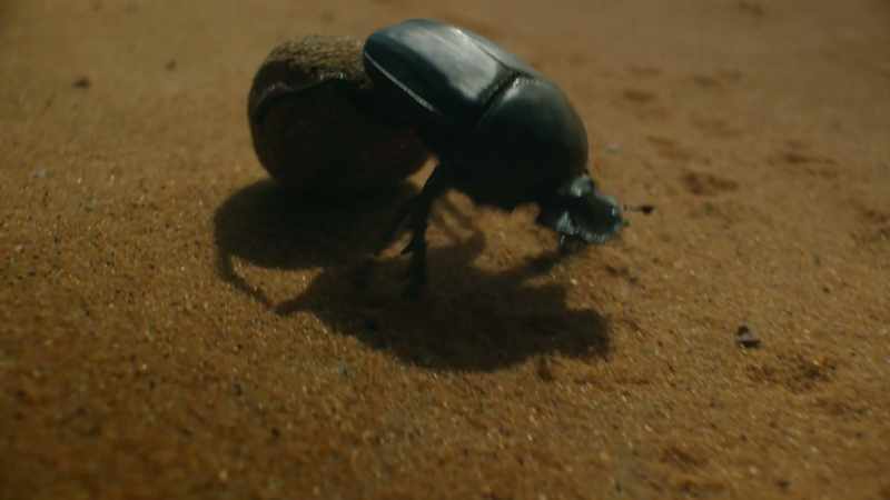 Creatures had to develop an array of senses