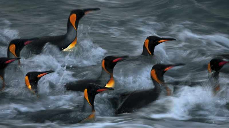 [Cristina Mittermeier] And so when you look at his photographs