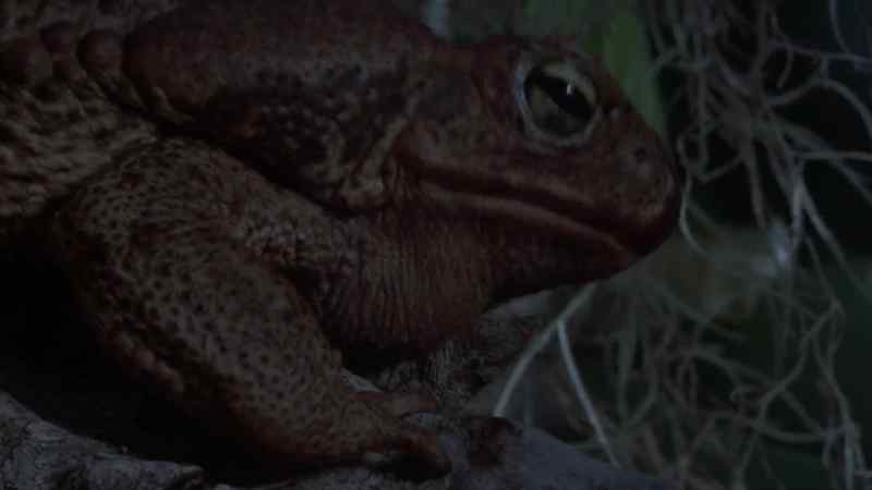 [ croaking ]