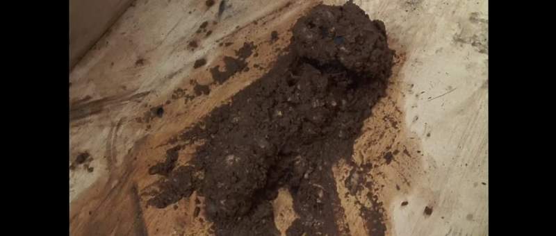 Croc poo