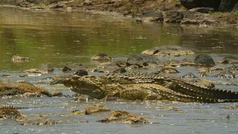 CROCODILES BELLOW