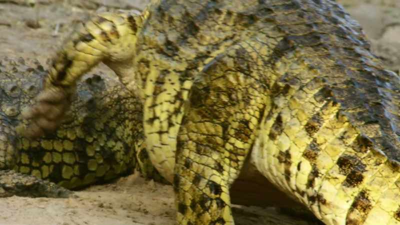 CROCODILES HISS