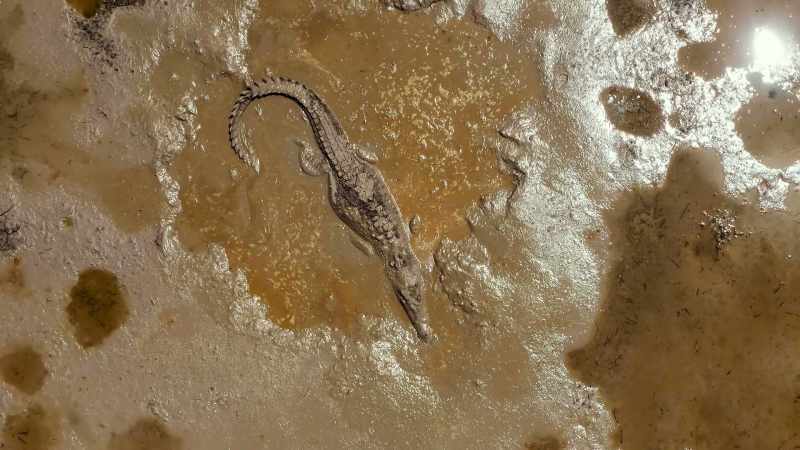 Crocs that don't move in time risk being entombed