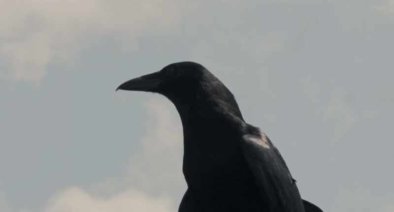 (crow caws)