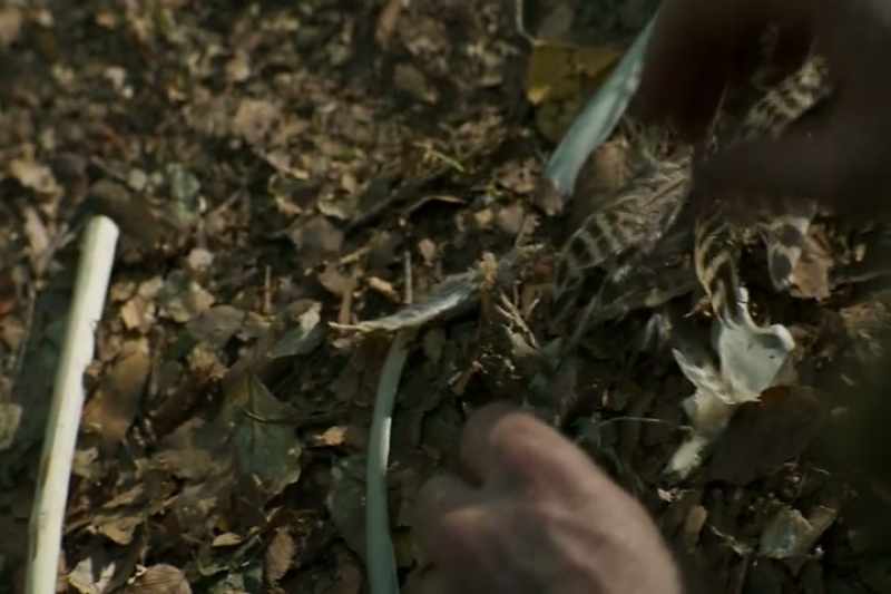 Crow feathers