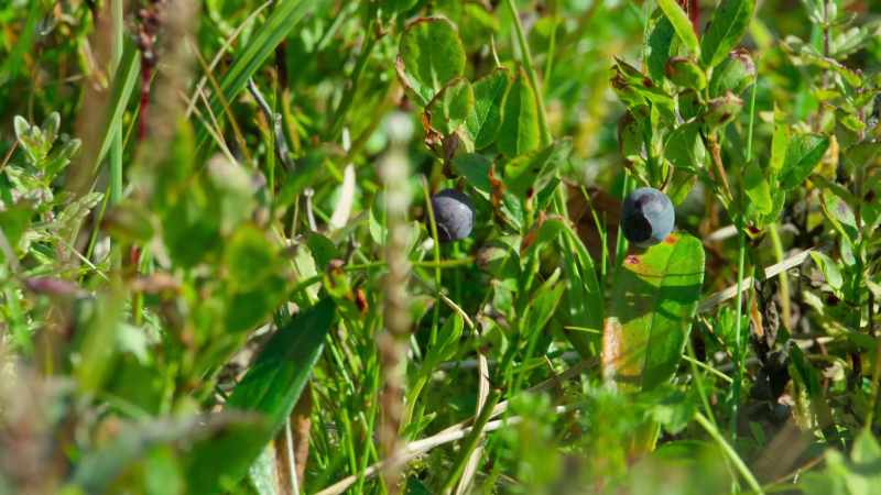 Crowberries