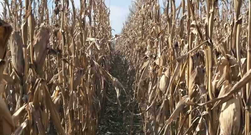 (crows caw) (cornstalks rustle)