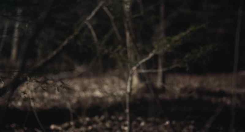 (crows cawing) (footsteps on dead leaves)