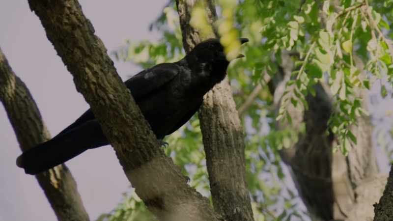 (CROWS CAWING)