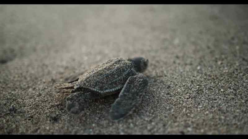 Cuando una tortuga nace