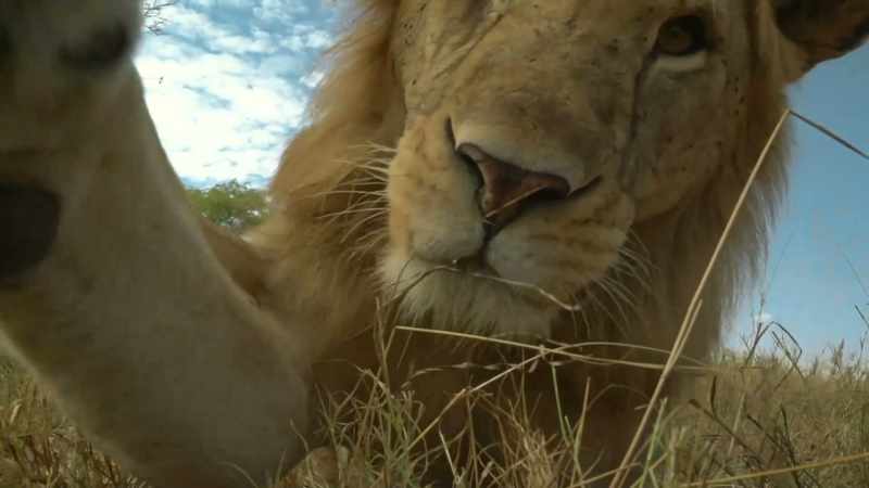 CUB CHIRPS