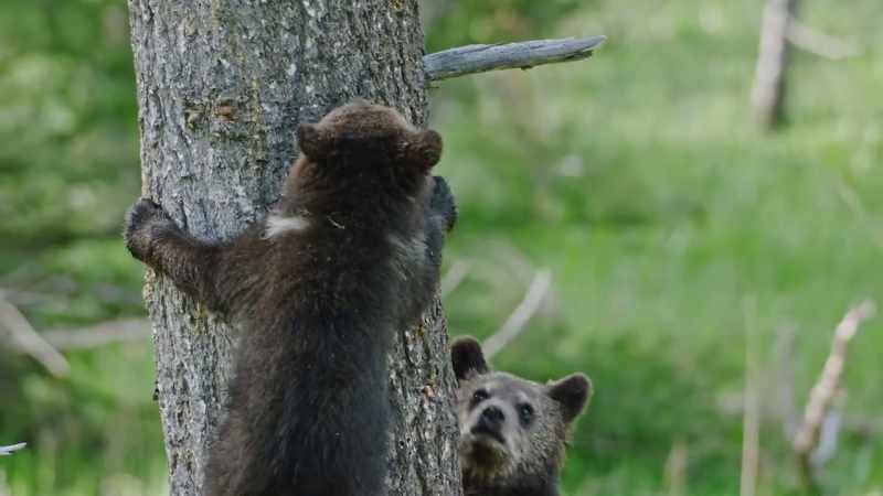 [cub groans]