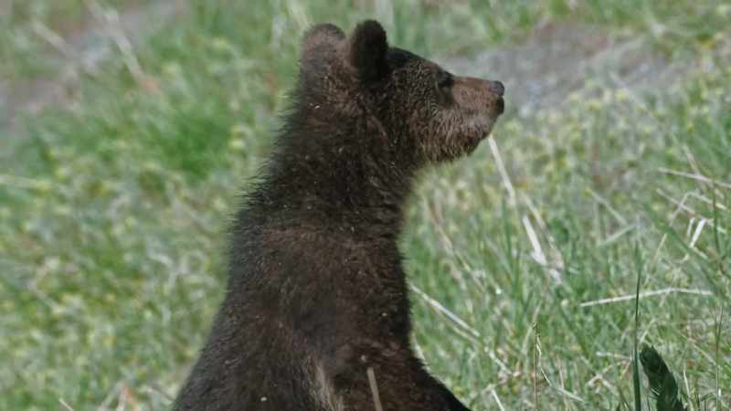 [cub groans]