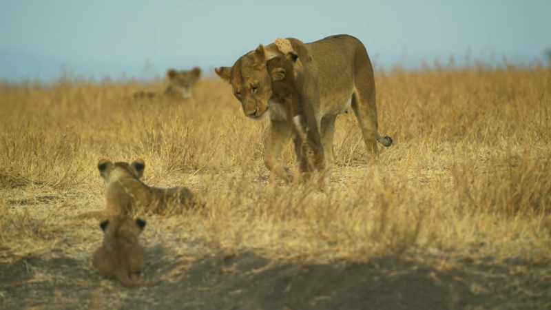 CUB YELPS