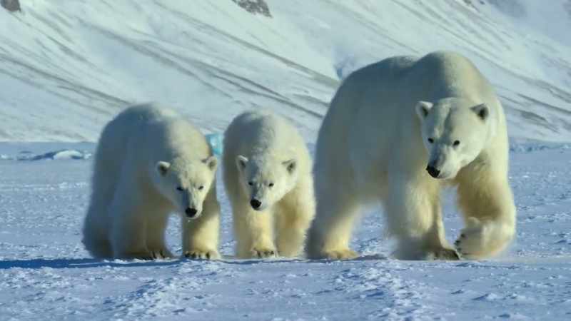 Cubs are growing up underweight