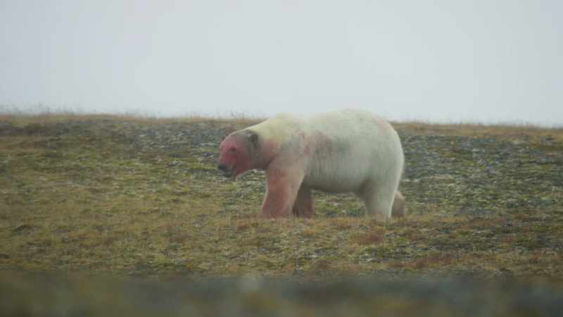 Cubs left by themselves