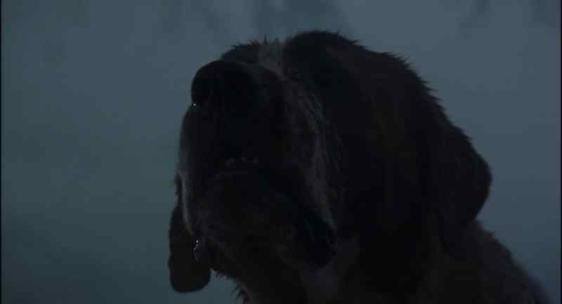Cujo