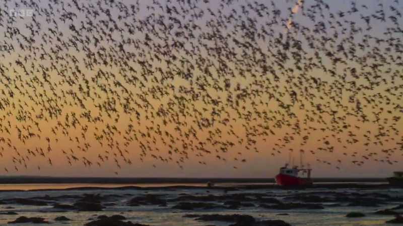 CURLEWS CALL