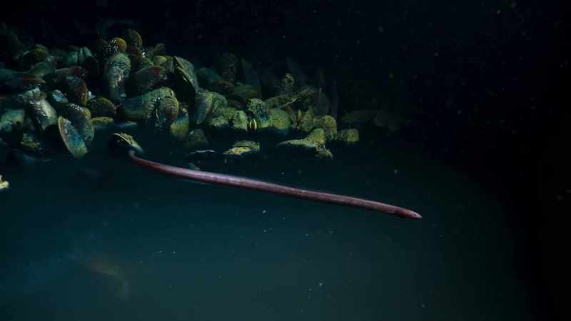 Cutthroat eels, scavengers