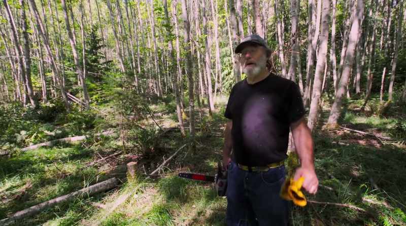 Cutting down these trees and we're going to let them rot